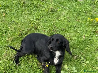 Cocker Spaniel dogs KC Registered Spayed Adult Female - Advert 2