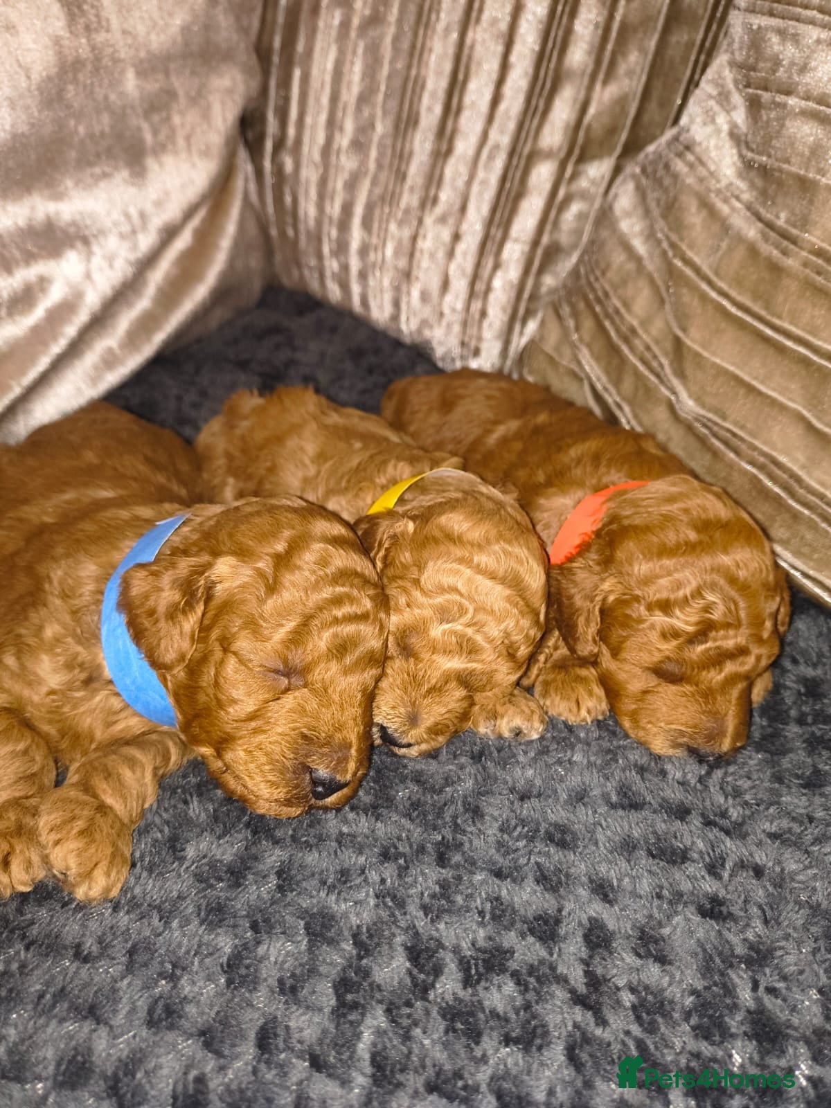Toy Poodle dogs Toy Poodles For Sale - Advert 1