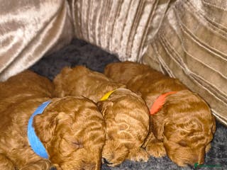 Toy Poodle dogs Toy Poodles For Sale - Advert 3