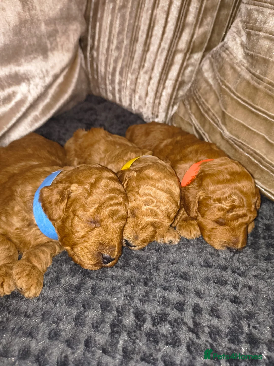 Toy Poodle dogs for sale: Toy Poodles For Sale - Advert 1