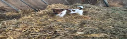 Jack Russell dogs for sale:  Tri coloured Jack Russel Pups! - Advert 17