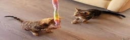 Bengal cats for sale: Bengal beatiful kittens ready for new home 🐱🏠🐾  - Advert 16