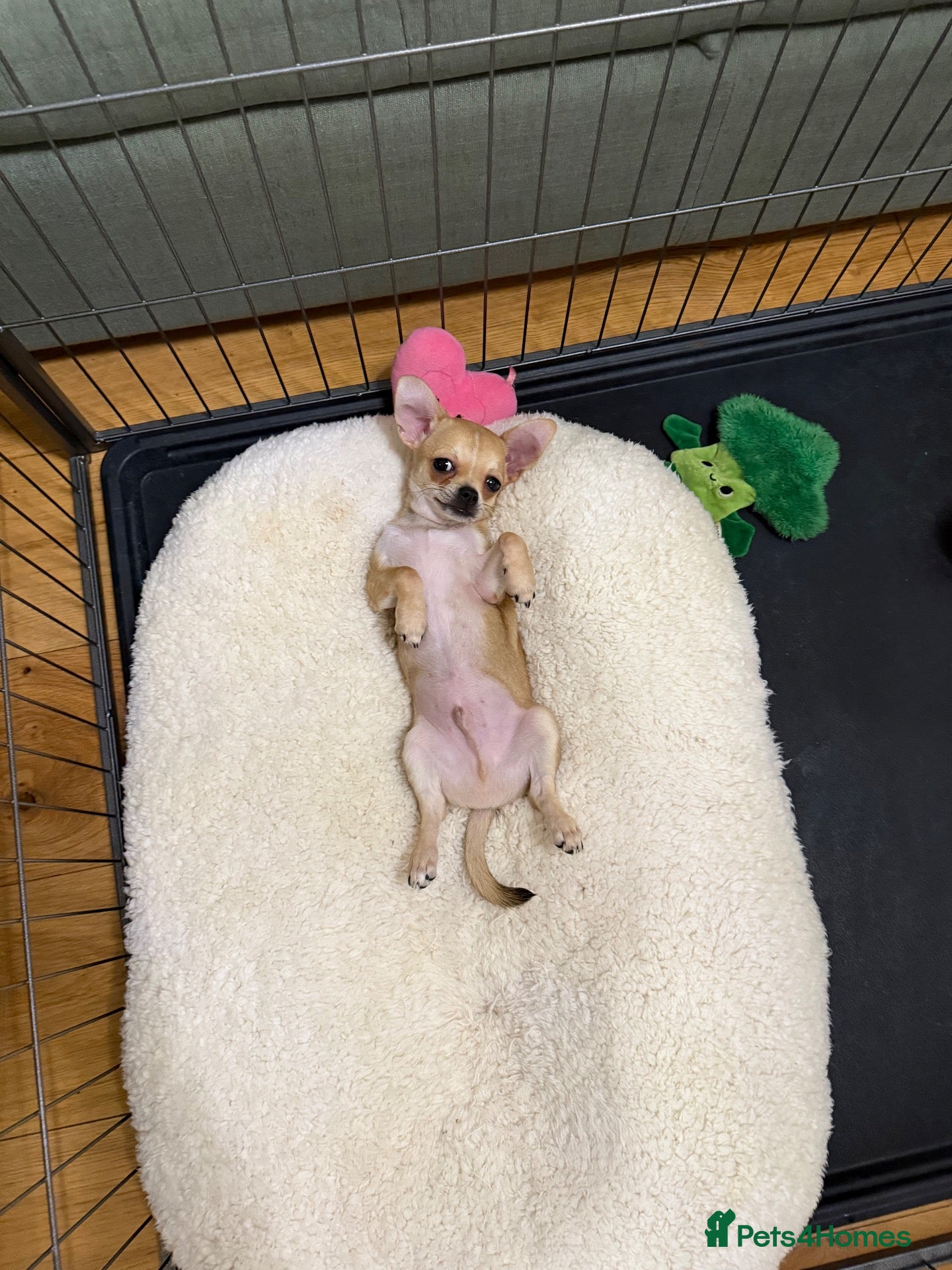 Chihuahua dogs Gorgeous male Chi Pup - Advert 1