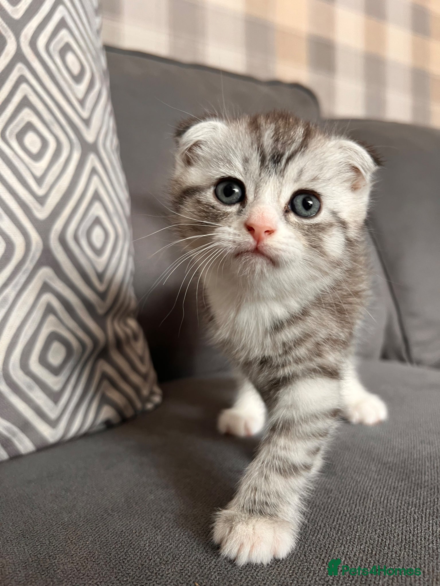 Scottish Fold cats for sale: Scottish and brittish kittens in Wigston - Advert 34