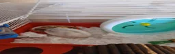 Hamster rodents for sale: Dwarf winter white hamsters - Advert 9