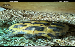 Tortoise reptiles for sale: Female Tortoise  - Image 4