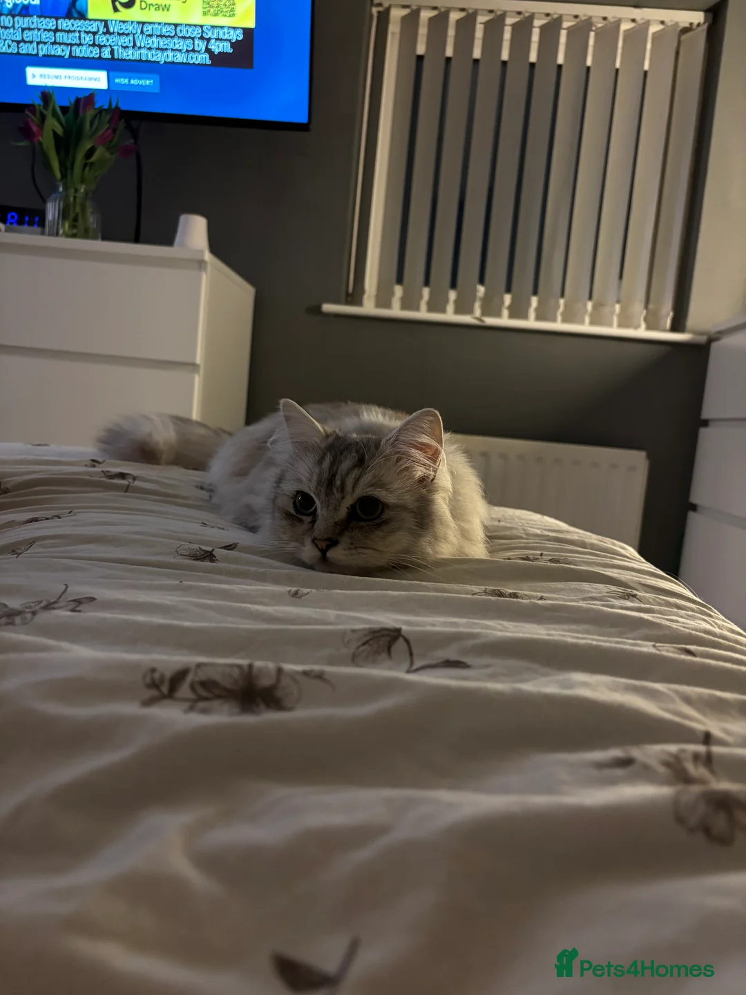 Ragdoll cats for sale: Ragdoll Boy Cat  - Advert 4