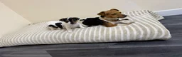 Jack Russell dogs for sale: Minature jack russells in Coventry - Advert 11