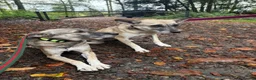 Mixed Breed dogs for adoption: Verity - Poringland Norfolk  in Norwich - Advert 16