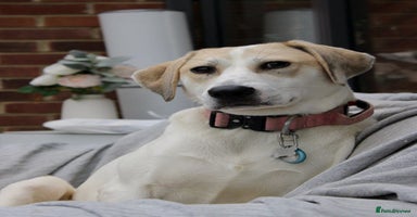 Mixed Breed dogs - Advert 2