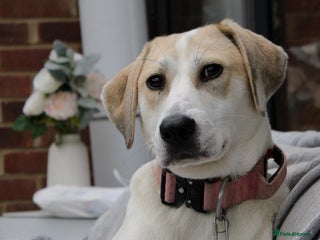 Mixed Breed dogs - Advert 2