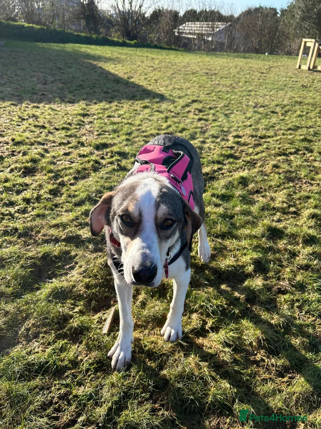 Mixed Breed dogs for adoption: MABEL - RESERVED  - Advert 5