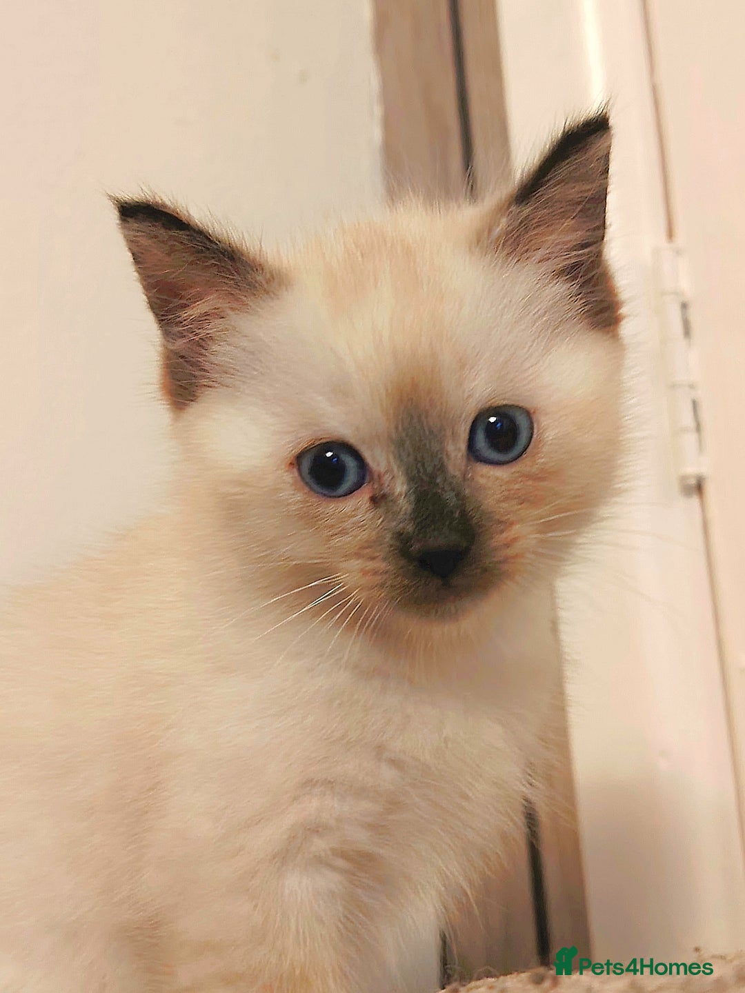 Ragdoll cats for sale: Gorgeous Tonkdoll kittens - Advert 3