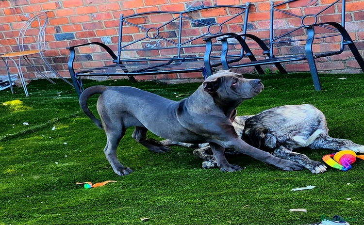 Mixed Breed dogs - Advert 1