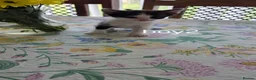 Mixed Breed cats for sale: Aliev - Advert 6