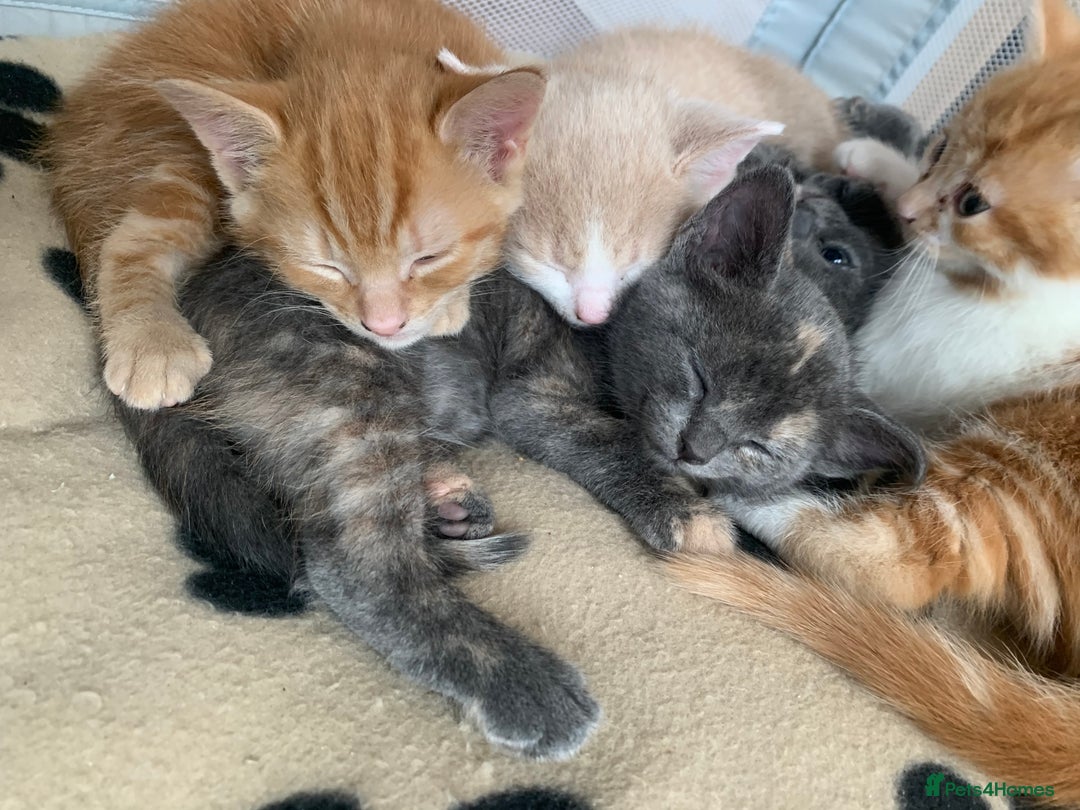 Mixed Breed cats for sale: 5 beautiful mixed British short hair  ✨ - Image 33