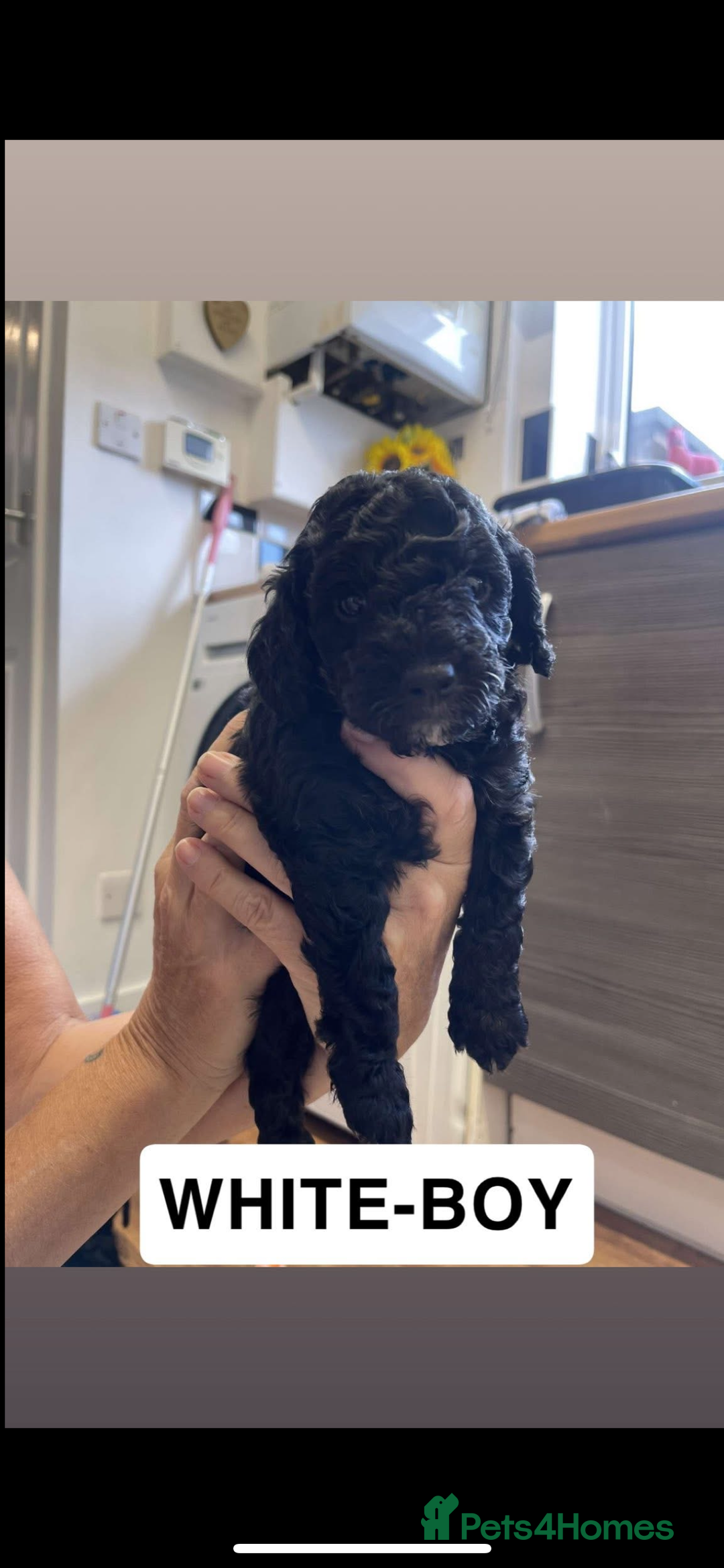 Cockapoo dogs for sale: 🐶ADORABLE F1B COCKAPOOS🐶  - Image 4