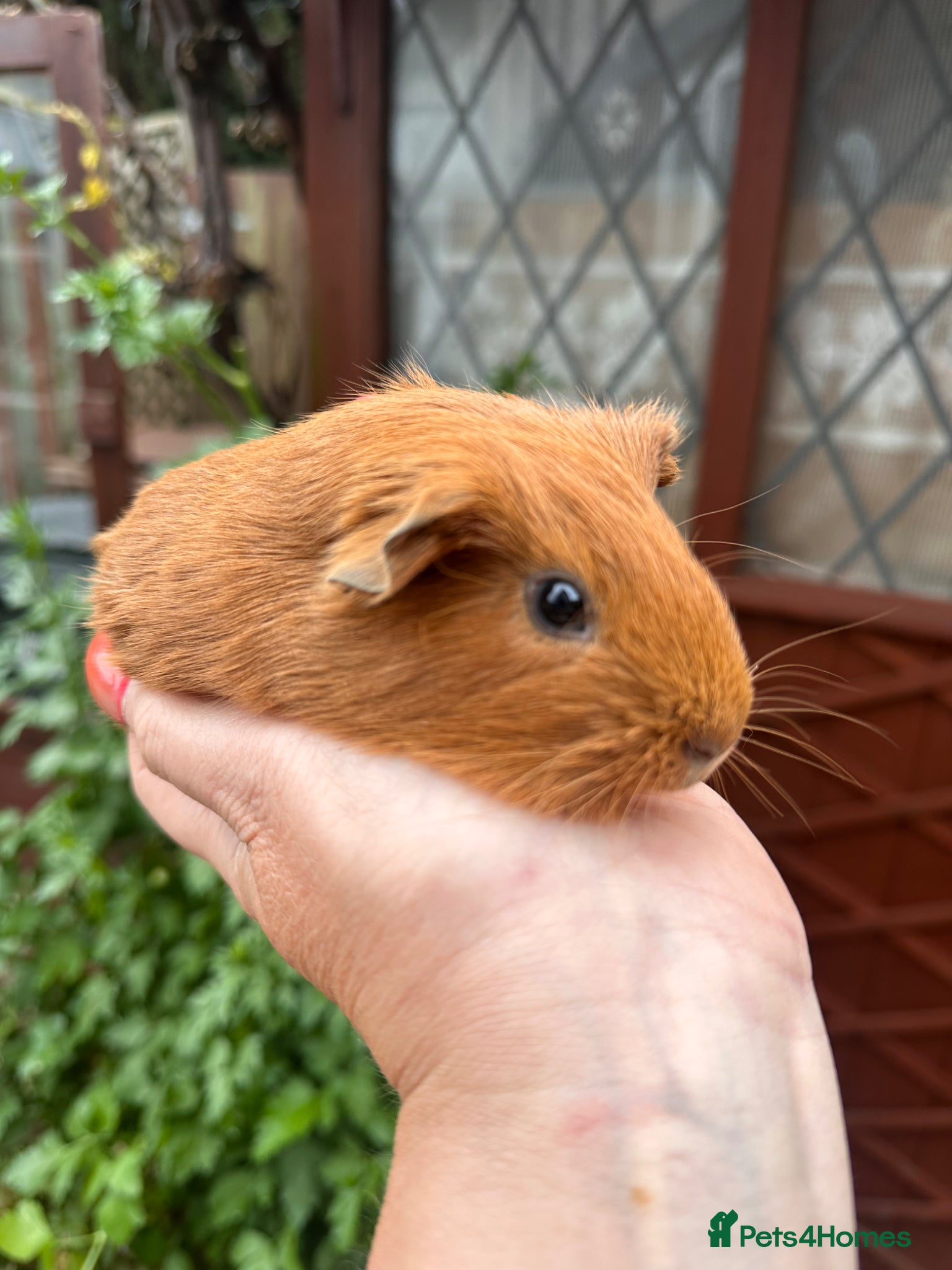 Guinea Pig rodents Gorgeous baby Guineapigs  - Advert 5