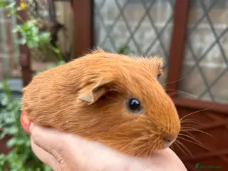 Guinea Pig rodents Gorgeous baby Guineapigs - Advert 5