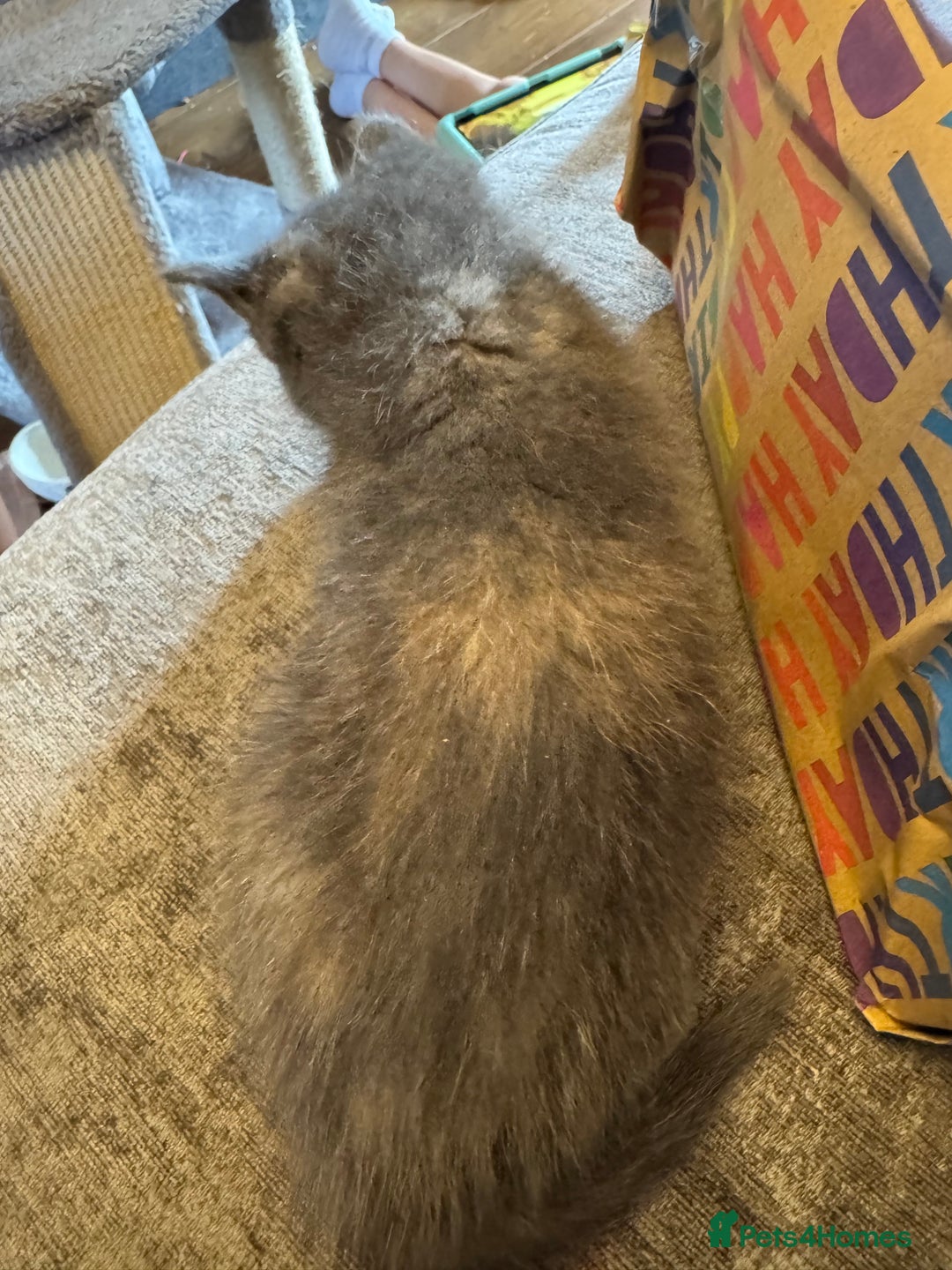 Russian Blue cats for sale: Blue Russian mix - Image 14