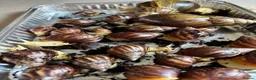 Snails invertebrates for sale: Giant African albino land snails  - Advert 3