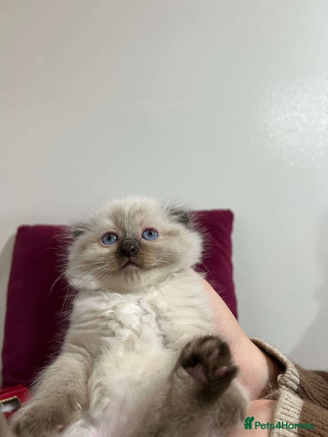 Scottish Fold cats for sale: Beautiful Scottish fold🌹☺️ - Advert 14