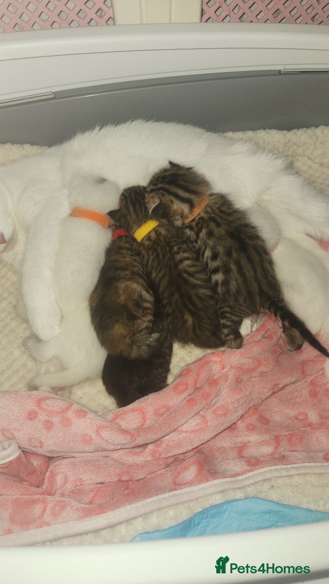Turkish Angora cats for sale: Turkish angora cross Bengal  - Image 37