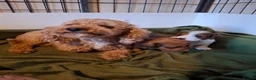 Jackapoo dogs for sale: (1 left) Jackapoo puppies 5⭐️ breeders  in Thetford - Advert 4