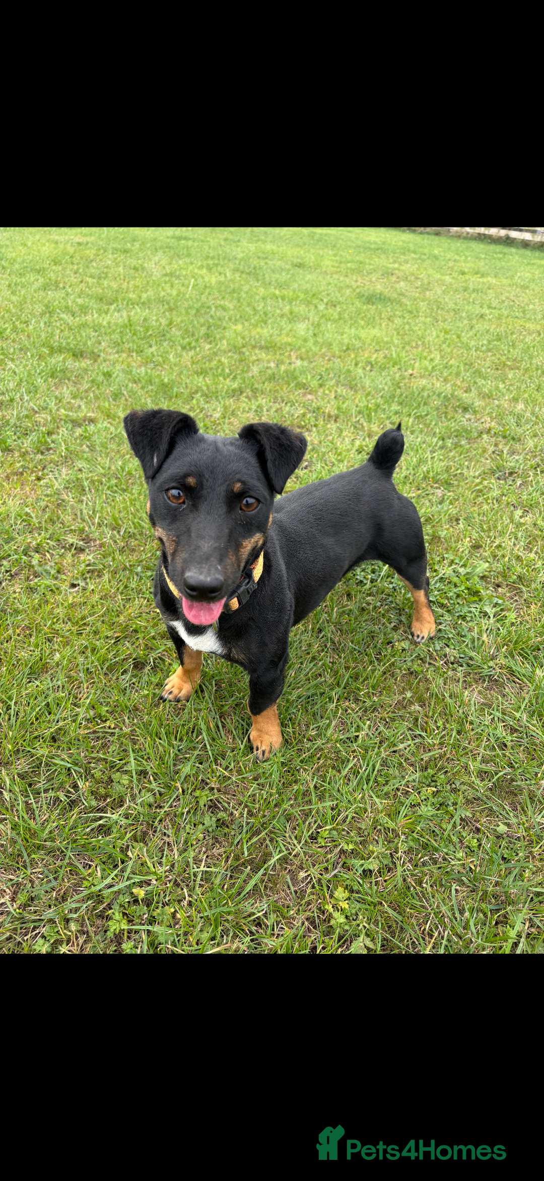 Jack Russell dogs for sale: *last one* Miniature Jack Russell’s  - Advert 15