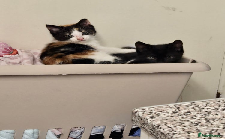 Mixed Breed cats for sale - Advert 1