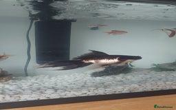 Fancy Goldfish fish for sale: black goldfish pair plus 1 X minnow 5 orange fish  - Image 5