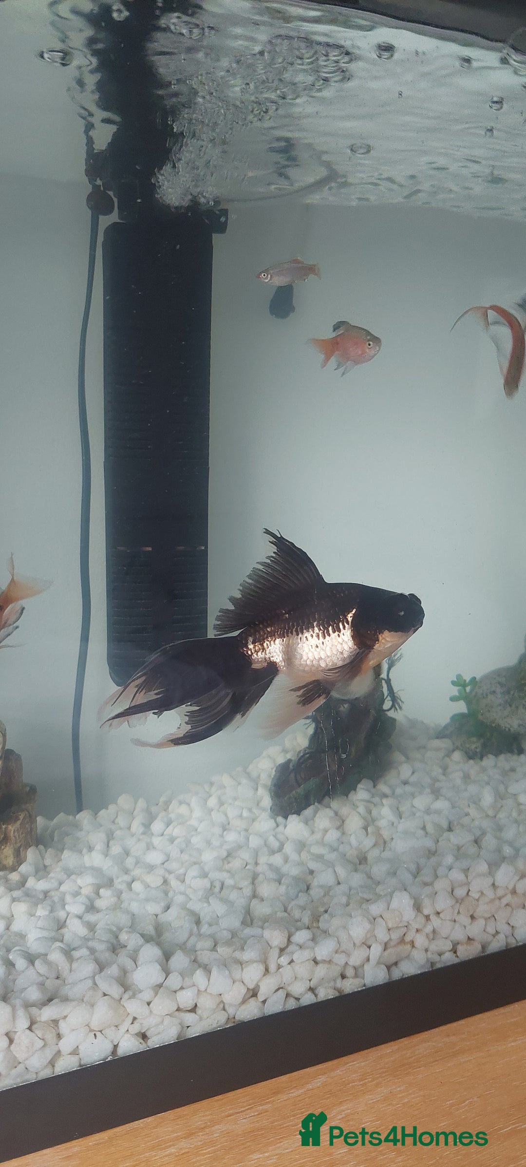 Fancy Goldfish fish for sale: black goldfish pair plus 1 X minnow 5 orange fish  - Image 5