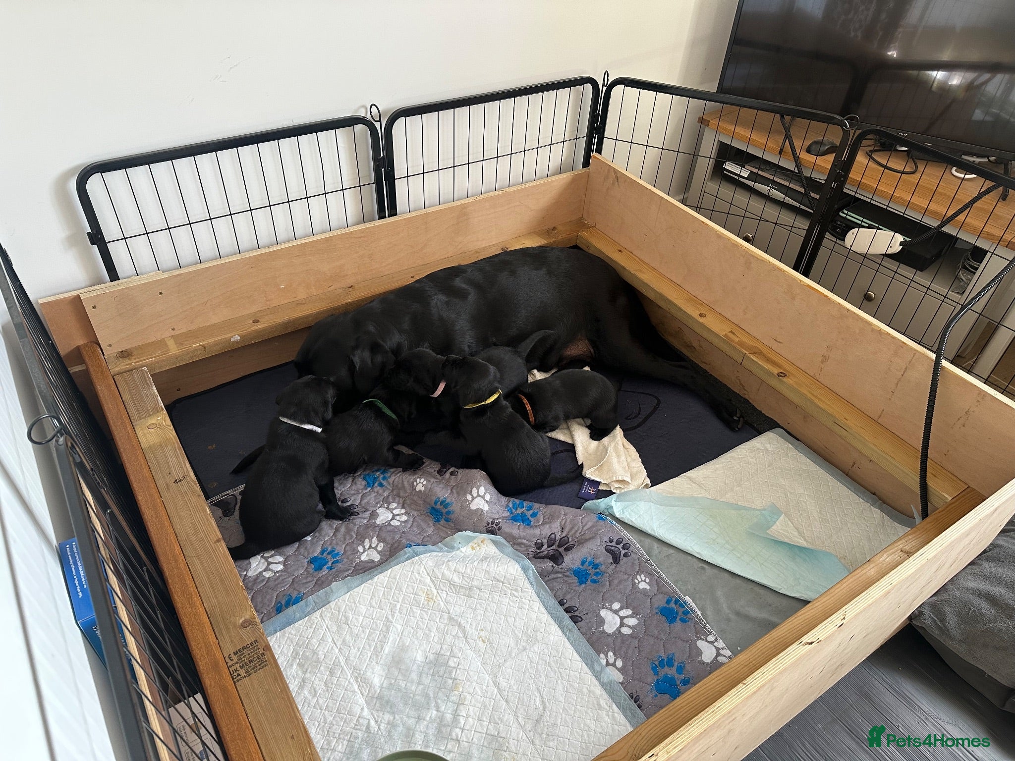 Labrador Retriever dogs Description  - Advert 2