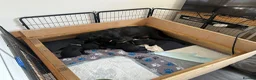 Labrador Retriever dogs for sale: Description  - Advert 2