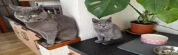 British Shorthair cats for sale: CUTE PEDIGREE BSH SHORTHAIR  - Advert 4