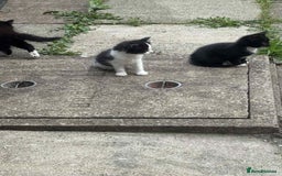Mixed Breed cats for sale: For sale - Image 9