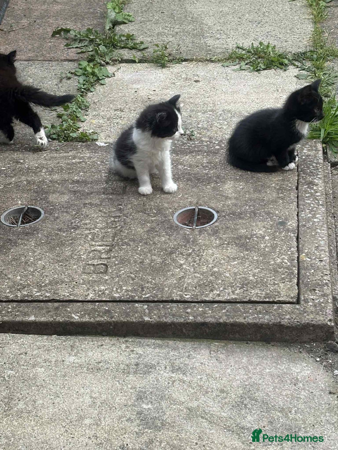 Mixed Breed cats for sale: For sale - Image 9