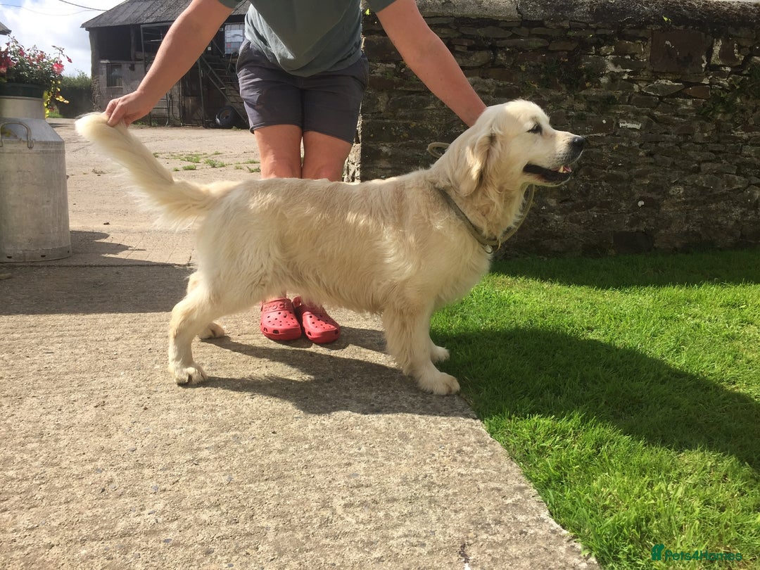 Golden Retriever dogs for sale: 8 golden retriever puppies - Advert 2