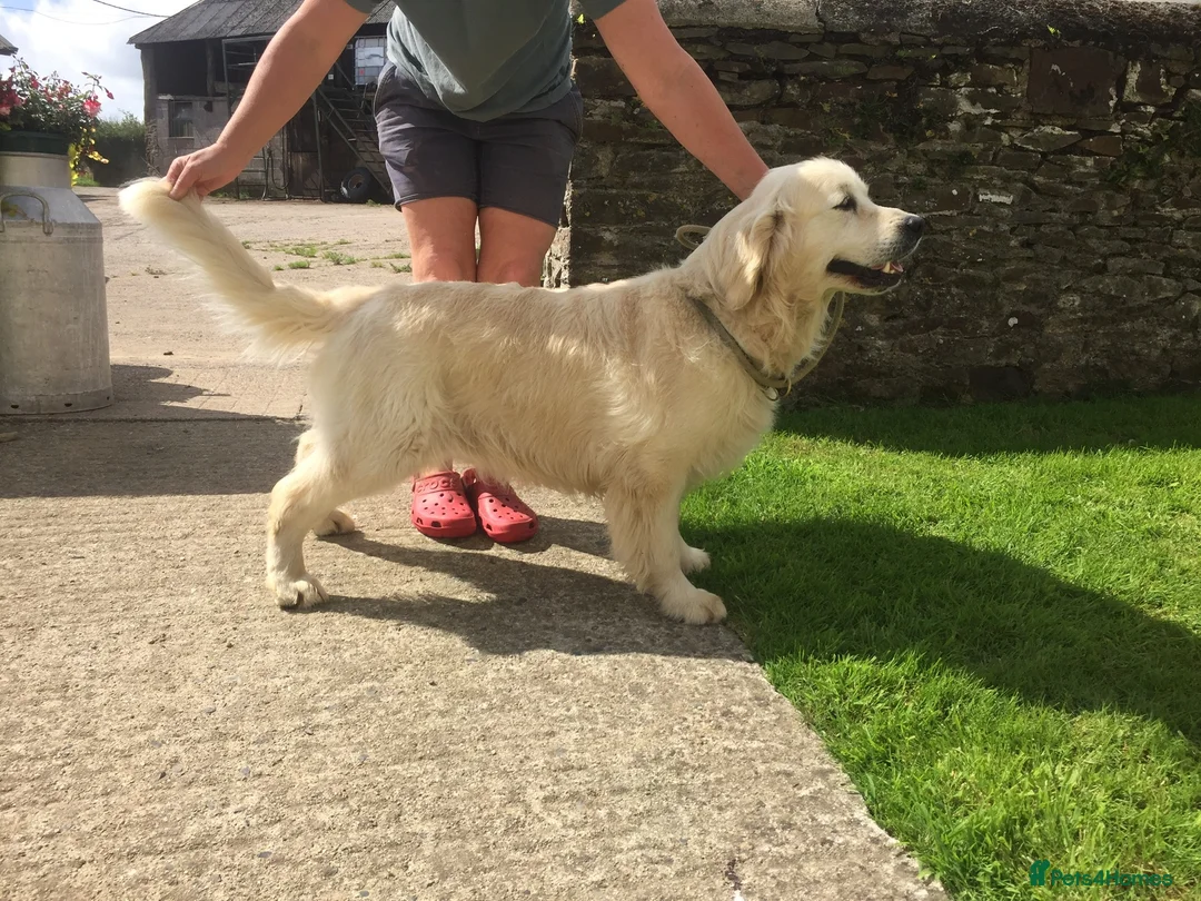 Golden Retriever dogs for sale: 8 golden retriever puppies - Advert 2