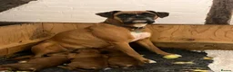 Boxer dogs for sale: Homebred Boxer Puppies - Advert 5