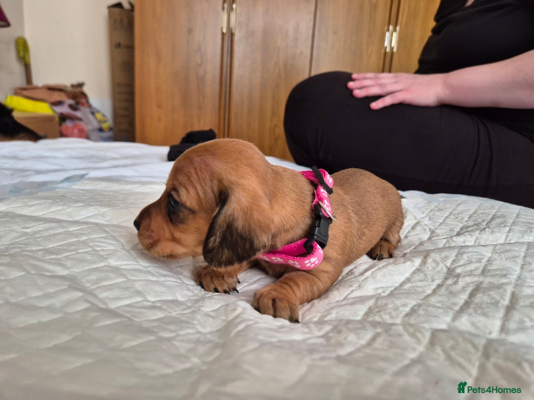 Dachshund dogs for sale: Smooth Haired Dachshund puppies - Advert 14