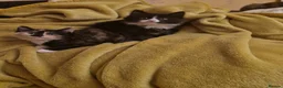 Mixed Breed cats for sale: Kittens are looking for a new home. - Advert 4