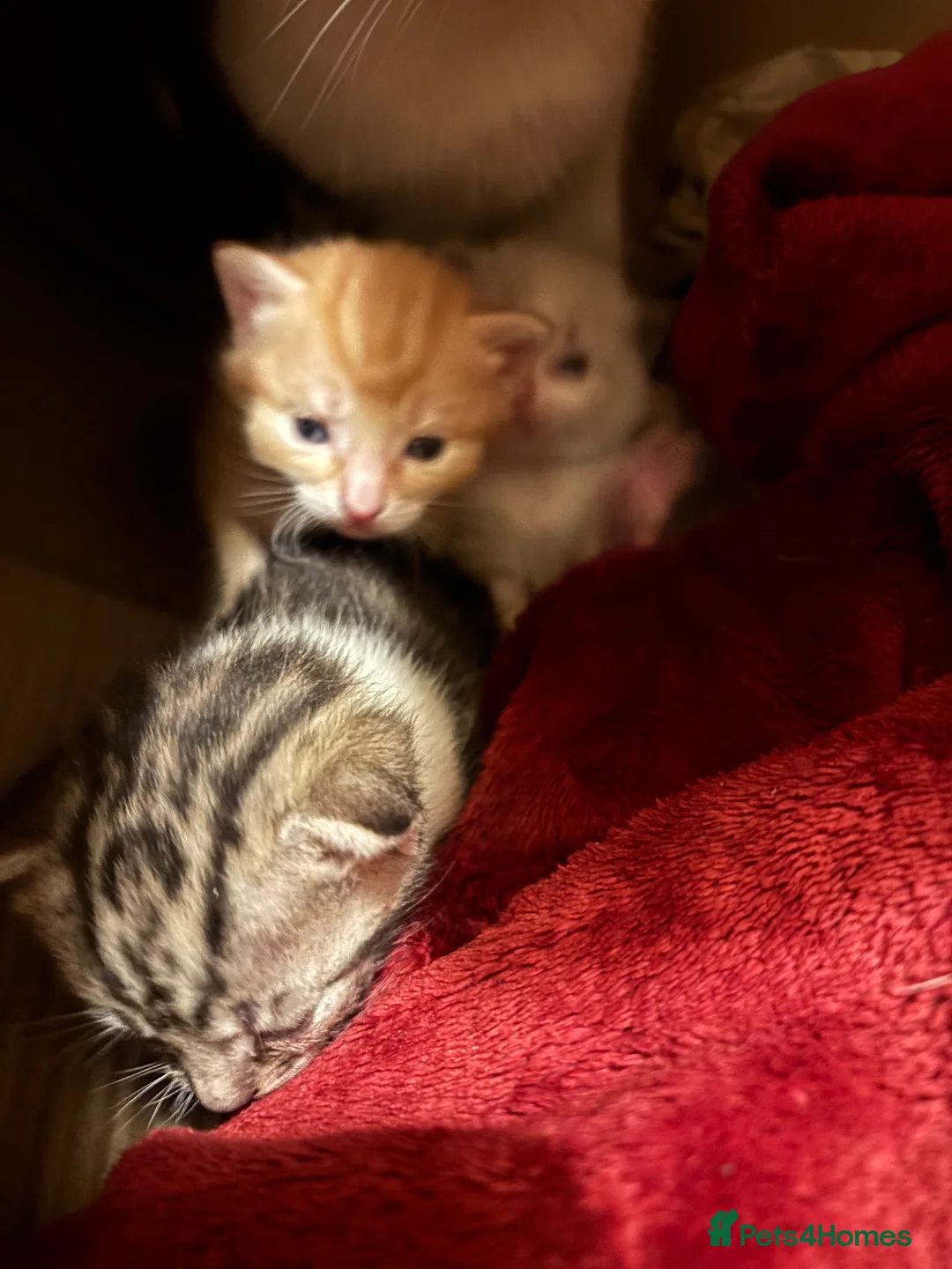 Domestic Shorthair cats for sale: Kittens for Sale - Advert 3