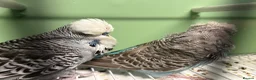 Budgerigars birds for sale: Exibition budgie pairs available - Advert 6