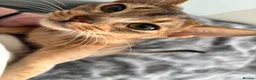 Abyssinian cats for sale: Everybody’s favourite 🤍 - Advert 13