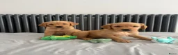 Golden Retriever dogs for sale: KC Fox Red Golden Retriever Puppies  - Advert 18