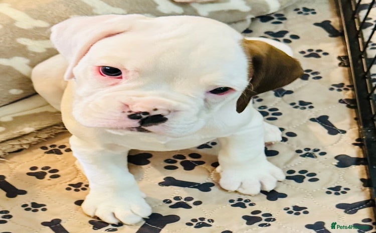 Boxer dogs - Advert 1