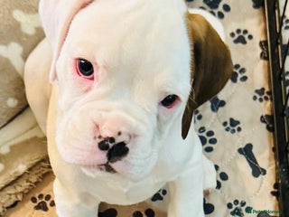 Boxer dogs - Advert 1