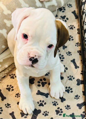 Boxer dogs - Advert 1