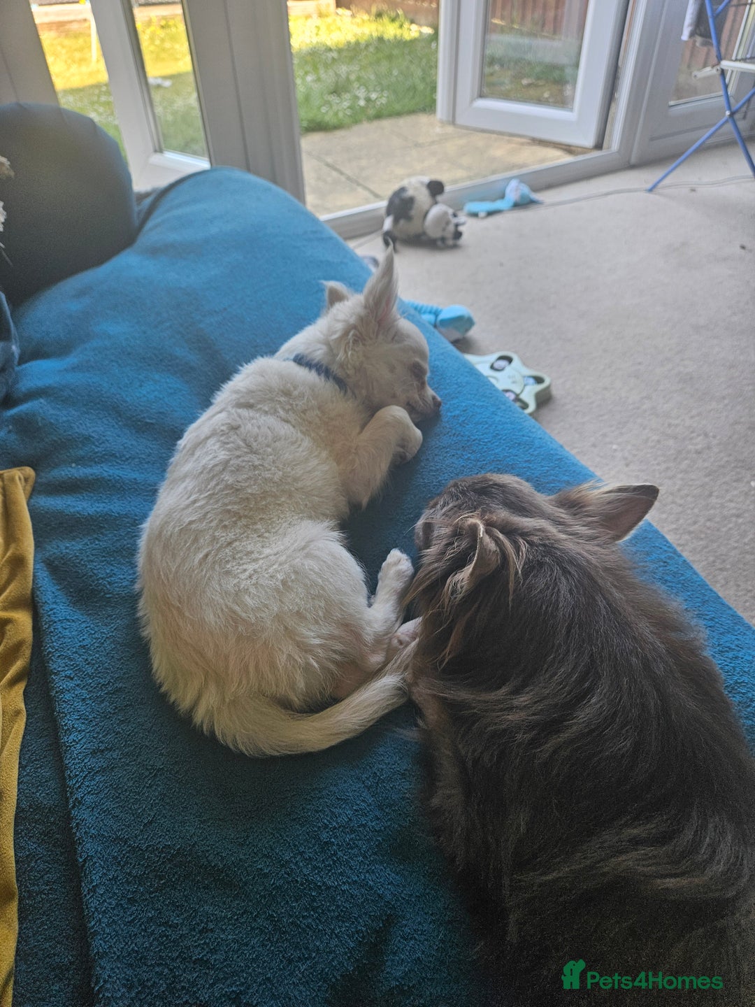 Chihuahua dogs for sale: 4 month old boy - Image 3